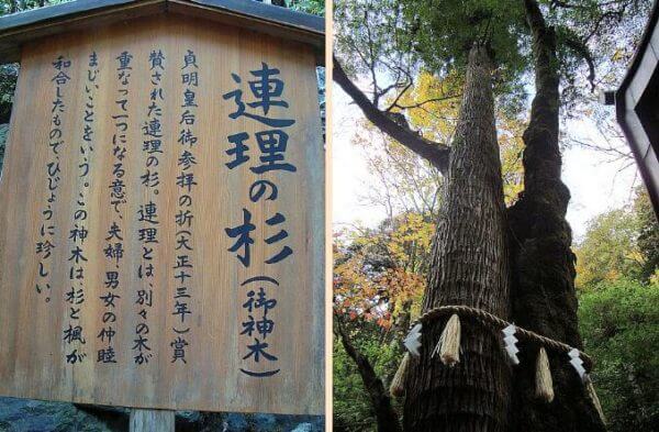 連理（れんり）の枝