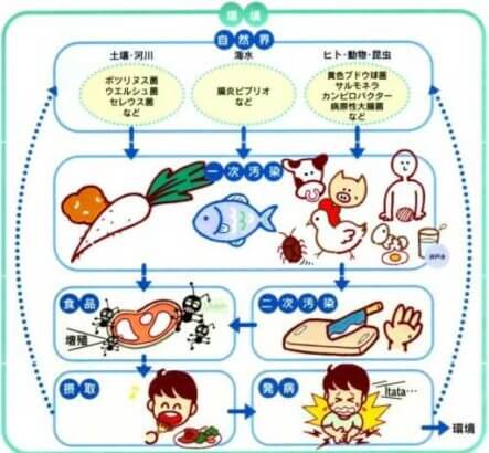 食中毒菌の感染経路