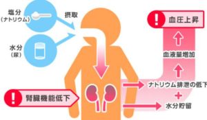 腎機能と血圧
