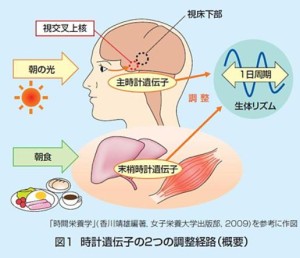 出典：花王健康科学研究会