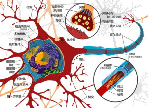脳の神経細胞
